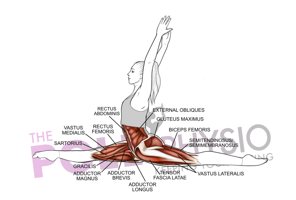 Injury Spotlight – Proximal Hamstring Tendinopathy | Flexersize